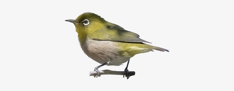 Japanese White-eye - Golden Crowned Kinglet, transparent png #3027972