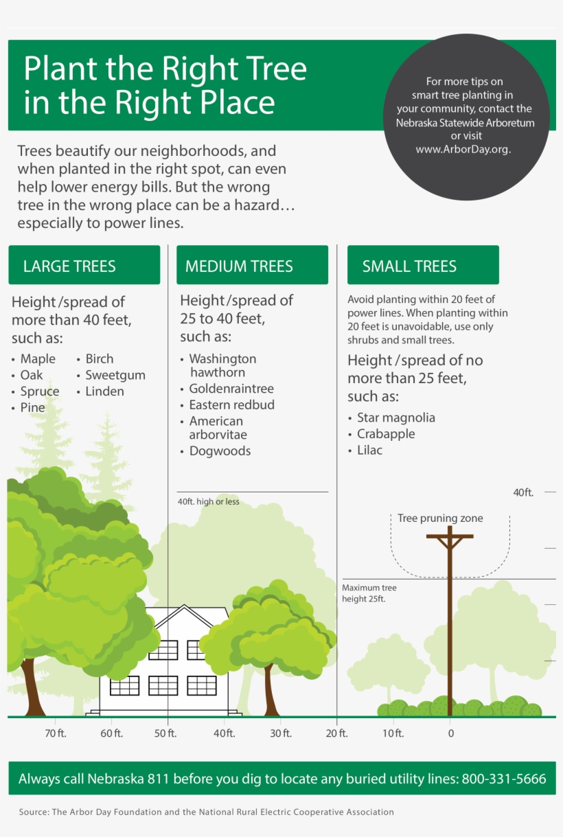 Nreca And Arbor Day Foundation Graphic That Shows Safe - Tree, transparent png #3028859