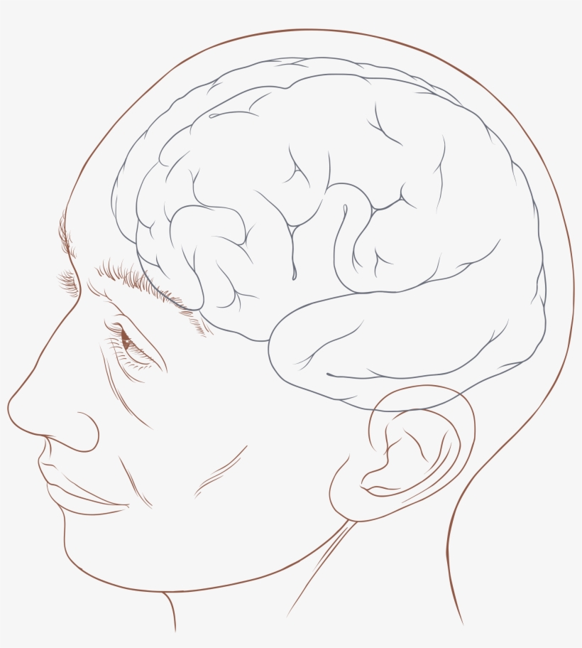 Open - Human Head Diagram, transparent png #3029452