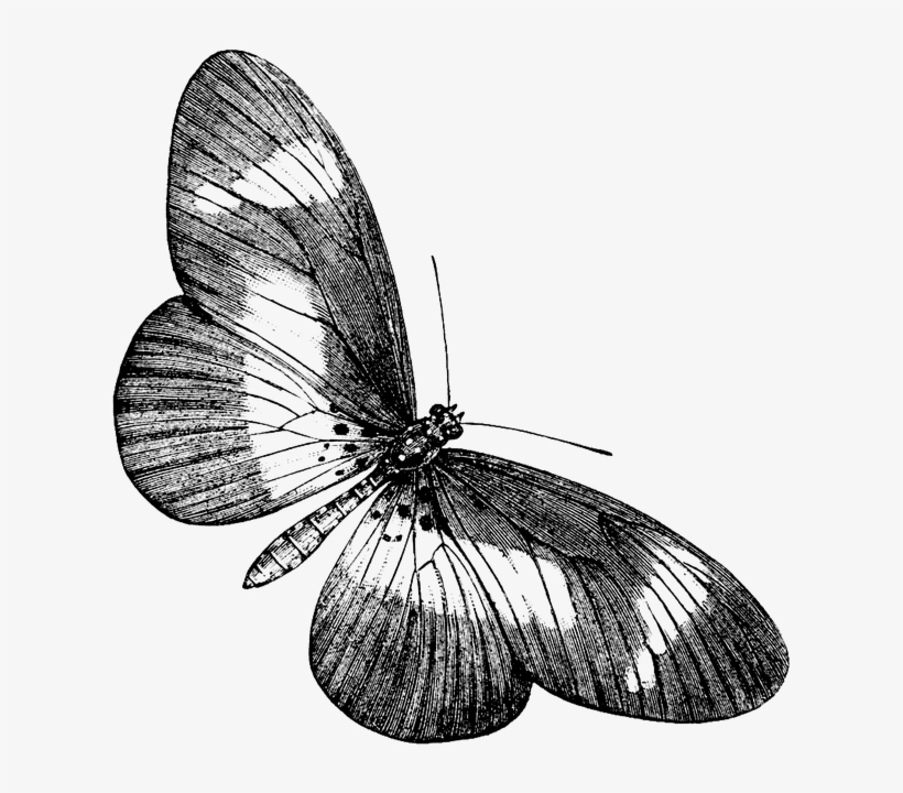 Butterfly, Nature, Animal - Vintage Butterfly Black And White Png, transparent png #3029482