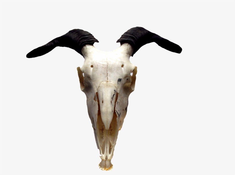 The Pagan Fringe - Kastraterne [book], transparent png #3030317