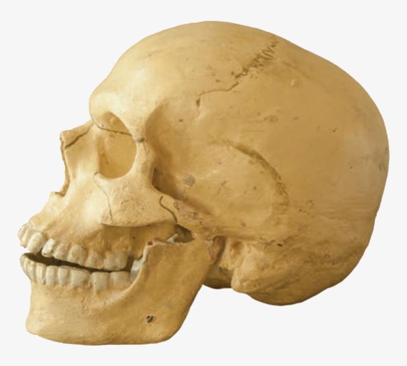 A Skull Is The Bony Bowl That Protects An Animal's - Human, transparent png #3030533