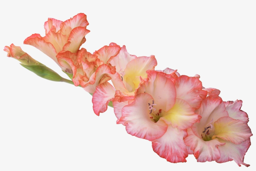 Photography Photographer Pngmart002 Load20180523 - Flower Png High Resolution, transparent png #3030713