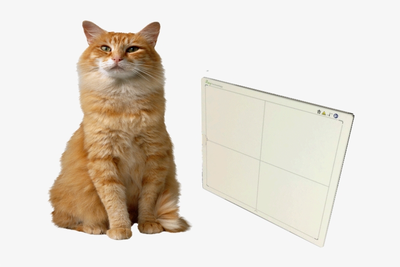 The Revolutionary Feline Dr Wizard Flat Panel System - Rumfo Pet Products Cats Supplies Self-grooming Brush, transparent png #3032909