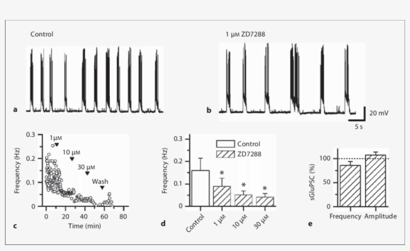 Effect Of Zd7288 On Spontaneous Burst Activity In Mature - Monochrome, transparent png #3033602