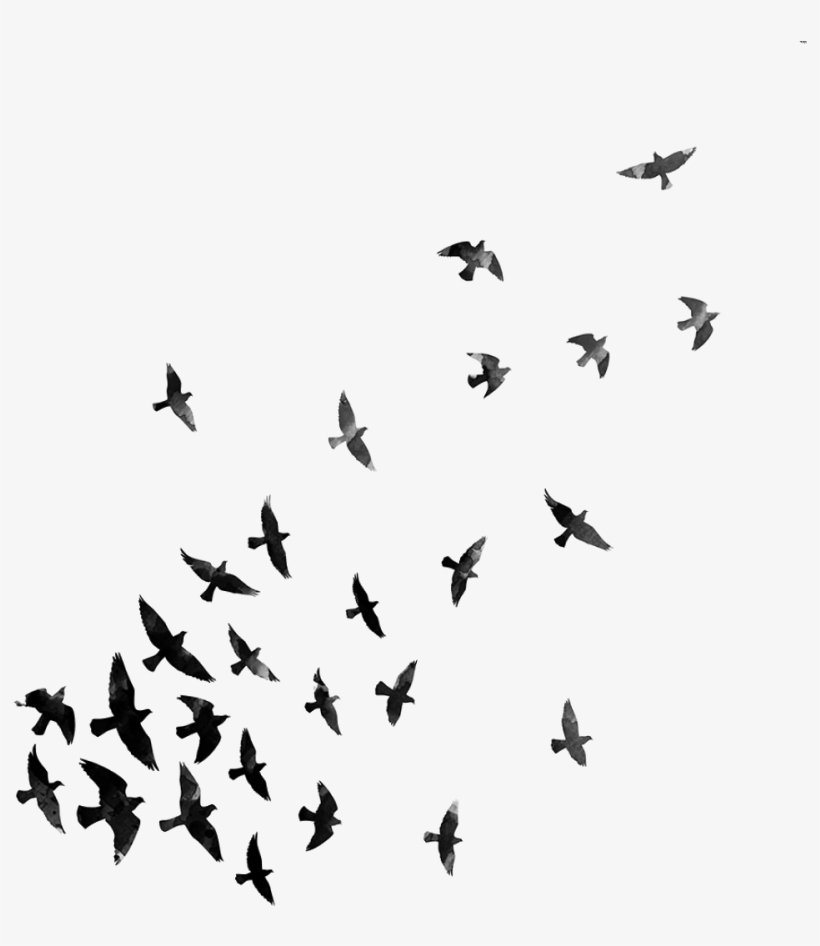 Flying Crows Transparent Pngs - Dispersion Effect Png For Picsart, transparent png #3033750