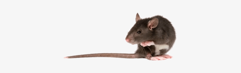 Rat Left - Rats Png, transparent png #3033993
