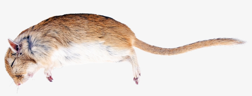 Rat Die, transparent png #3034803