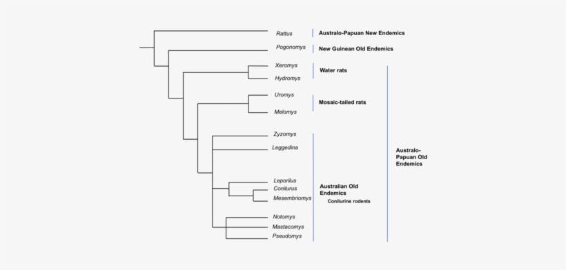 Figure 1 The Phylogeny Of Rodents Of The Subfamily - Document, transparent png #3034895