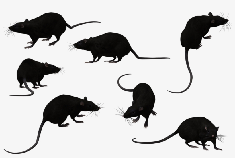 Randy By Chuck Augello - Siluetas Negras De Ratas, transparent png #3034898