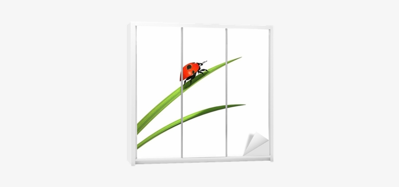 Ladybird On A Blade Of Grass Wardrobe Sticker • Pixers® - Cardinal, transparent png #3035578