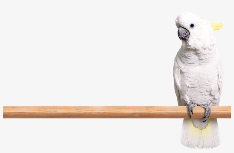 Trixie Tonic Stone For Parrots, Approx. 210 G, transparent png #3038938