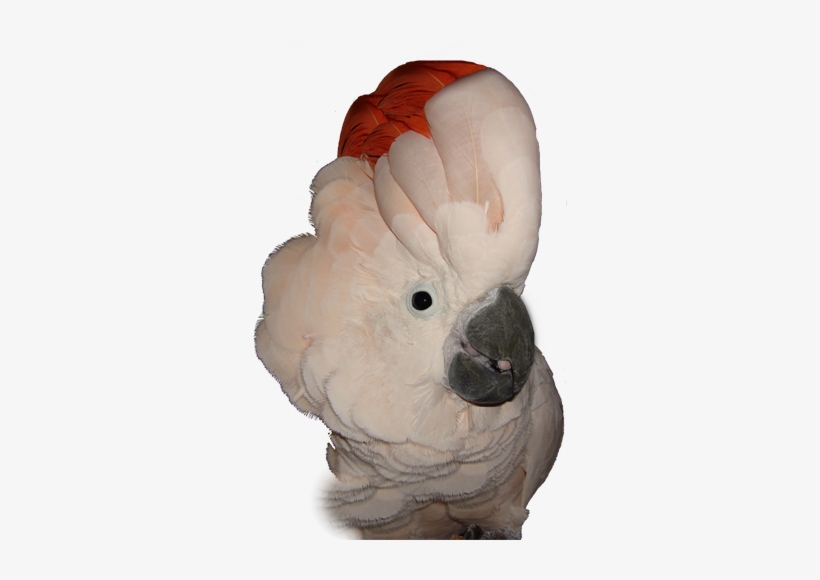 Moluccan Cockatoo Png, transparent png #3038941