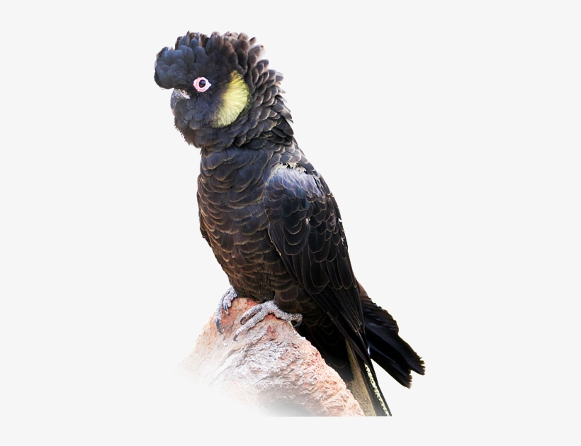 Yellow Tailed Cockatoo - Black Cockatoo Transparent, transparent png #3039054