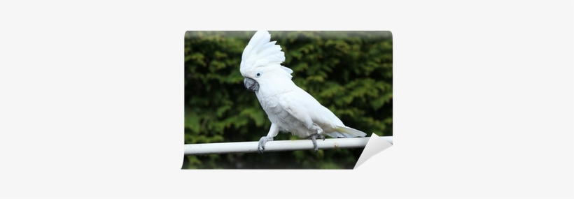 Pappagallo Cacatua, transparent png #3039120