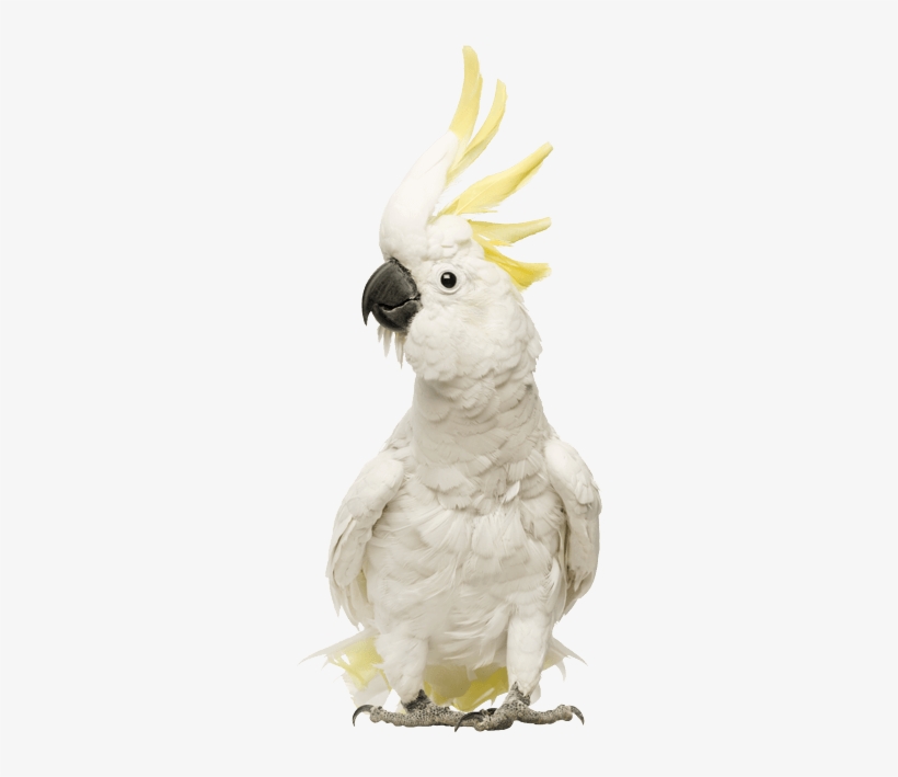 Bringing People & Pets Together - Cockatoos: Cockatoo Facts & Information, Where, transparent png #3039166