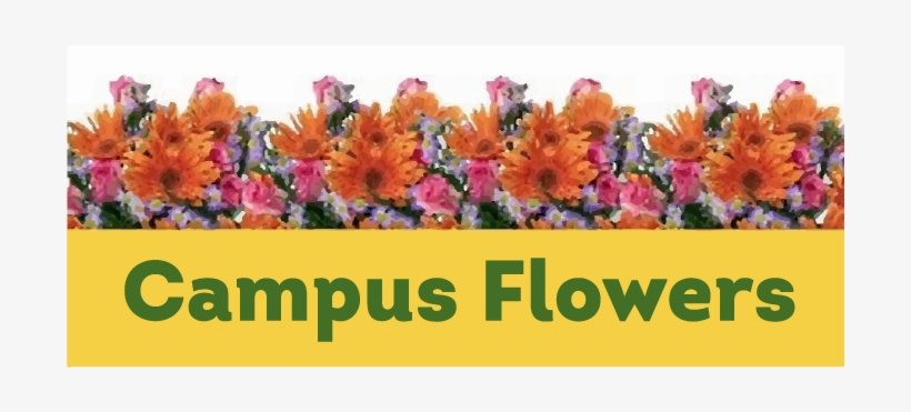 Tempe, Az Florist - Campus Flowers, transparent png #3039361