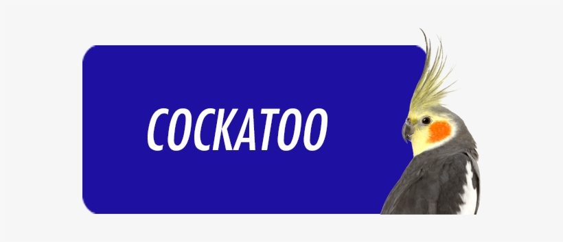 Cockatoo - " - Magazine, transparent png #3039377