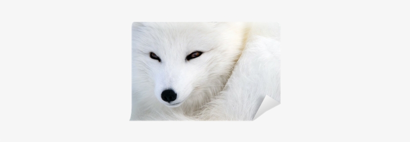 Arktischer Fox 2 Grußkarte, transparent png #3039395