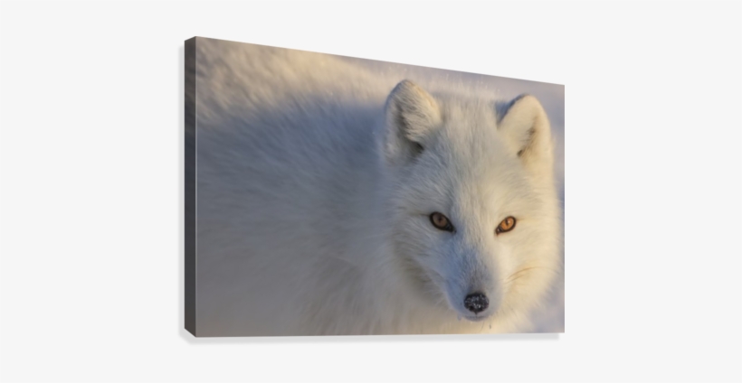 Arctic Fox Staring At Photographer - Arctic Fox, transparent png #3039436