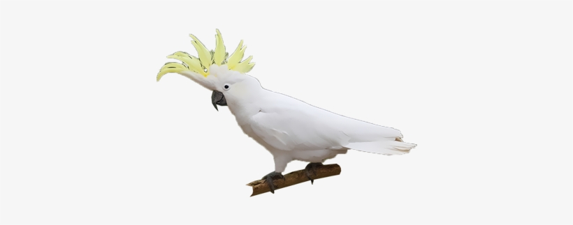 Sulphur-crested Cockatoo, transparent png #3039482