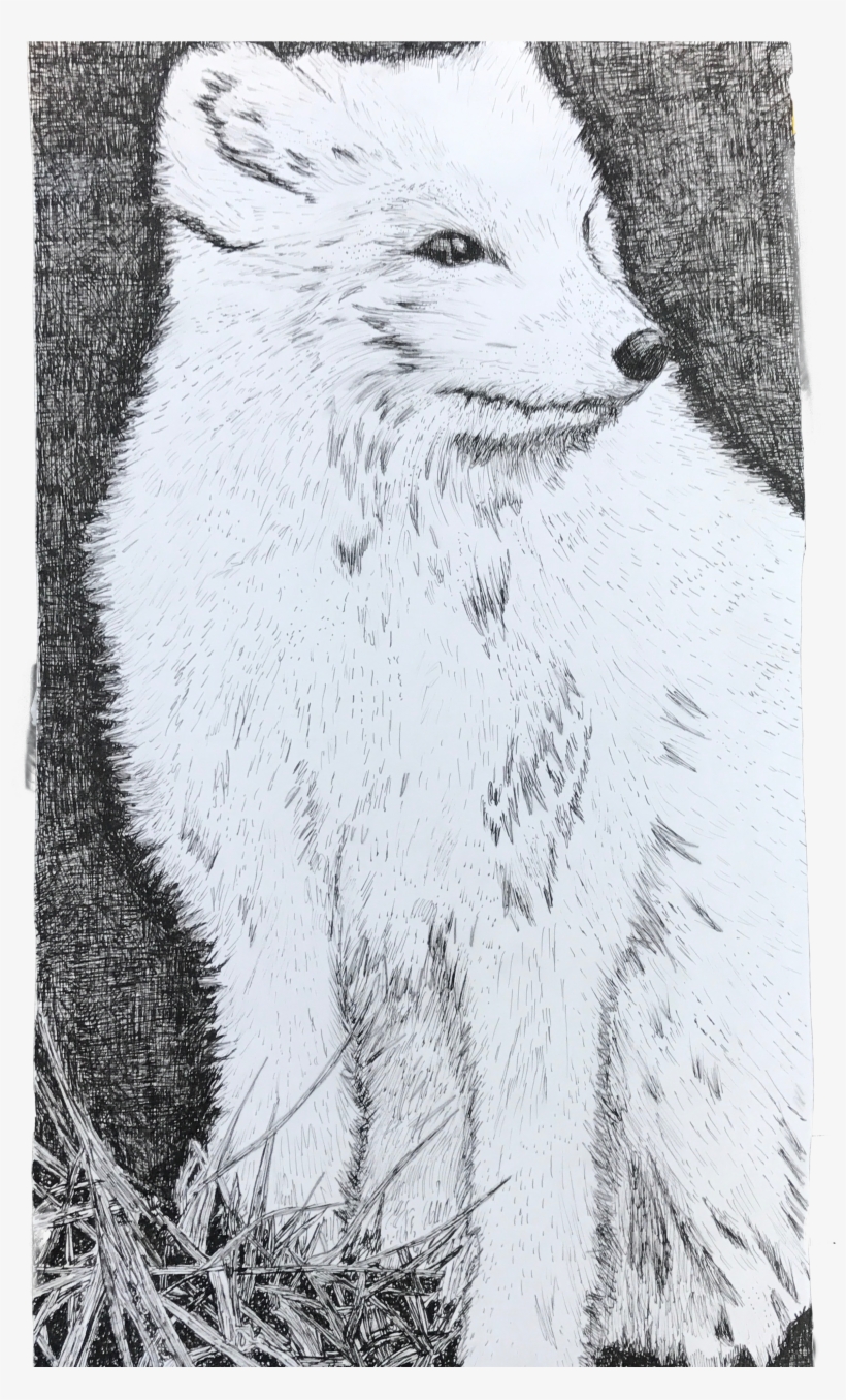 Arctic Fox, transparent png #3039525