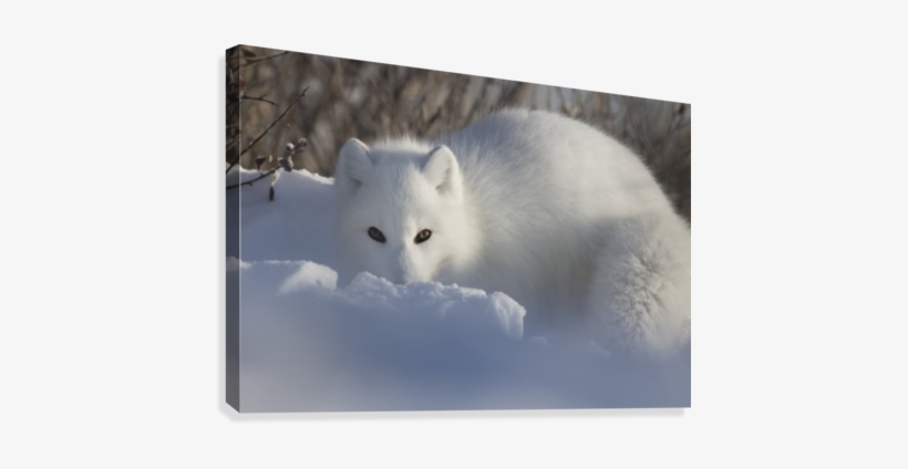 Arctic Fox Staring At The Photographer While Digging - Arctic Fox, transparent png #3039550