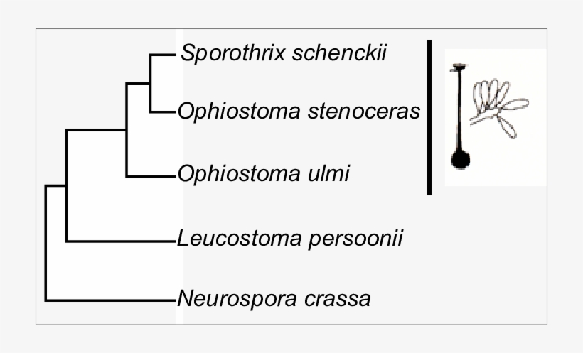 Phylogenetic Analysis Of Pcr Amplified Rdna Showing - Suspension Hydropneumatique, transparent png #3039654