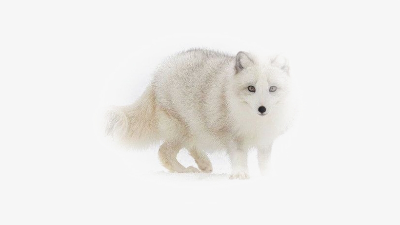 White Fox Png Image - Portable Network Graphics, transparent png #3039791