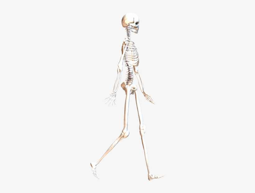 Skeleton Walking 4 - Skeleton, transparent png #3039957