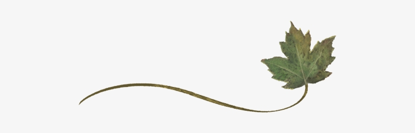 Spring Flowers Autumn Leaves Grapes Wispy Sycamore Leaf Free Transparent Png Download Pngkey