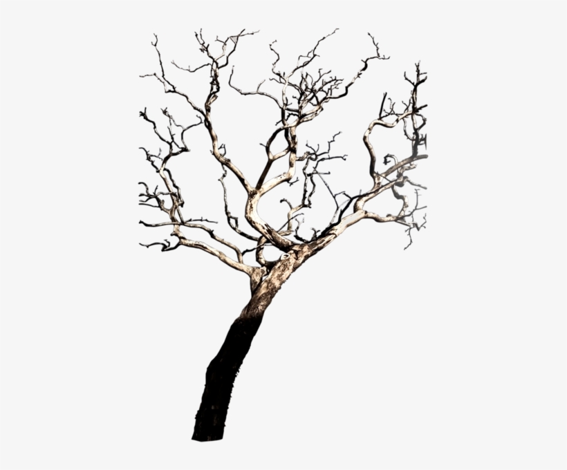 Share This Image - Tree, transparent png #3042303