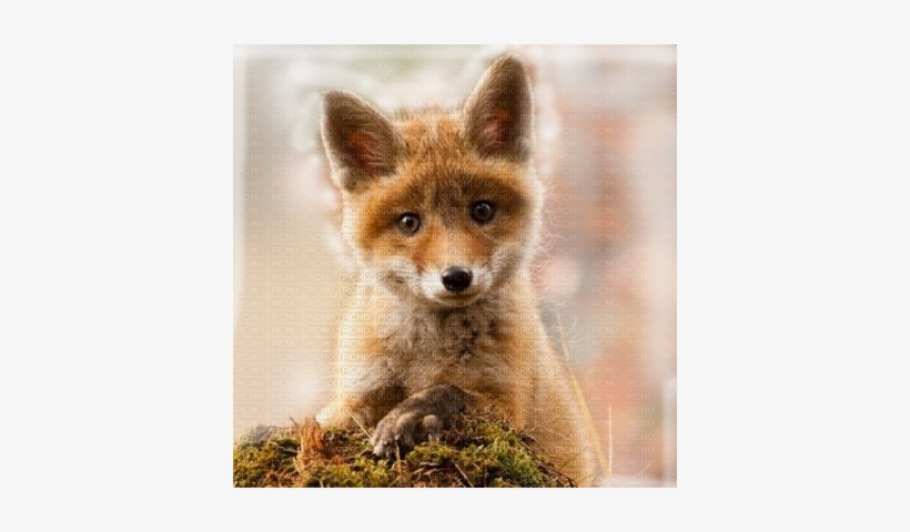 Renard Baby Fox Transparent Bg - Cute Baby Red Fox, transparent png #3042358