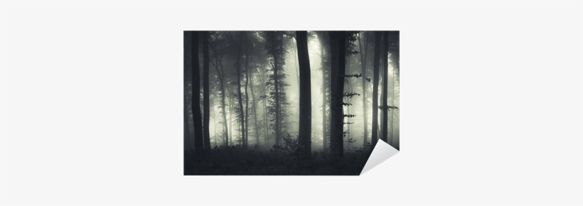 Evening Light In A Dark Misty Forest Sticker • Pixers® - Forest, transparent png #3042525