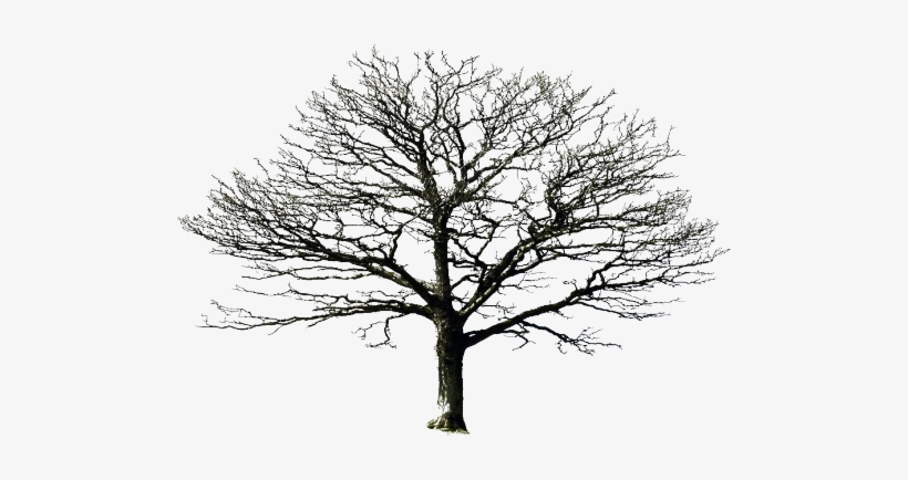 Light Was A Normal Plumie, He Was All Black And Had - White Oak Tree Silhouette, transparent png #3042575