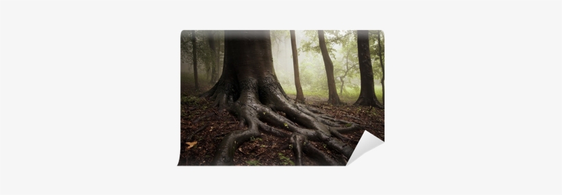 Roots Of A Tree In A Misty Dark And Green Forest Wall - Yellowbrickroad, transparent png #3042716
