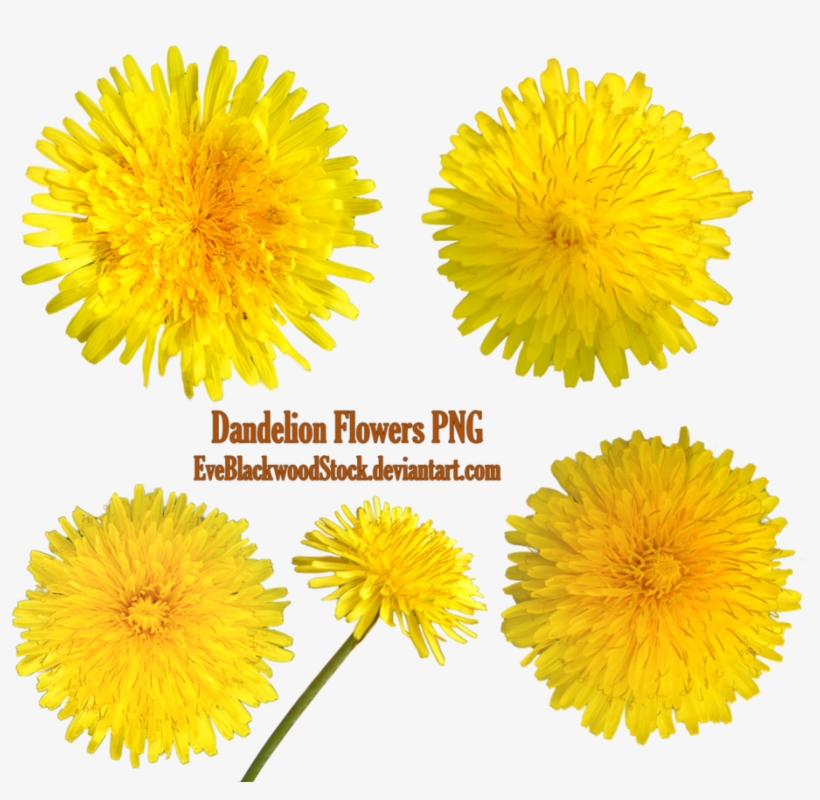 Yellow Dandelion Transparent Png - Portable Network Graphics, transparent png #3044160