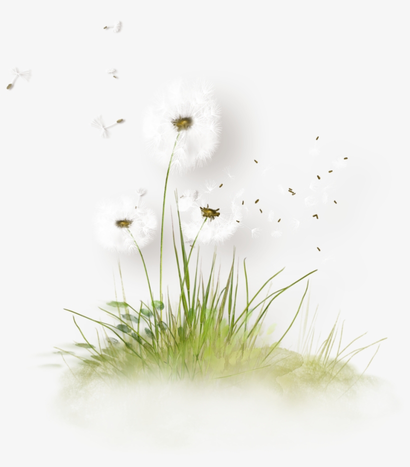 Free Download Dandelion Grass Png Clipart Dandelion - Flowers Herbe Dessin Png, transparent png #3044448