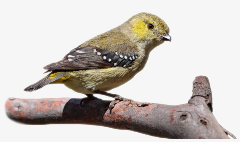 Overlay - Black Throated Green Warbler, transparent png #3045644