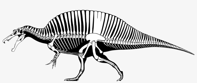 I Know, I Know, My Last Post Promised A Series On Reconstructing - Sarcosuchus Compared To Human, transparent png #3047795