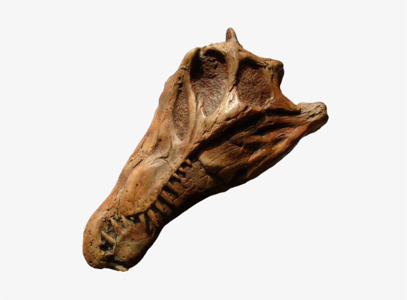 Juvenile Spinosaurus Skull From The Prehistoric Store - Spinosaurus, transparent png #3047903