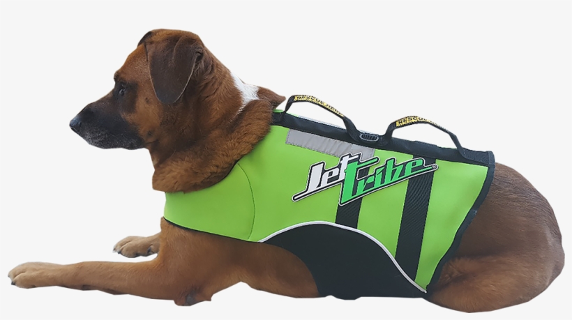 Image - Dog, transparent png #3048116