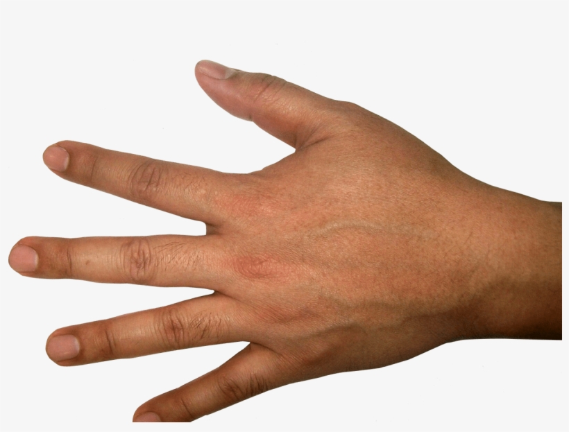 Five Finger Hand Png Image Purepng Free Transparent - Human Hand Reference, transparent png #3048923