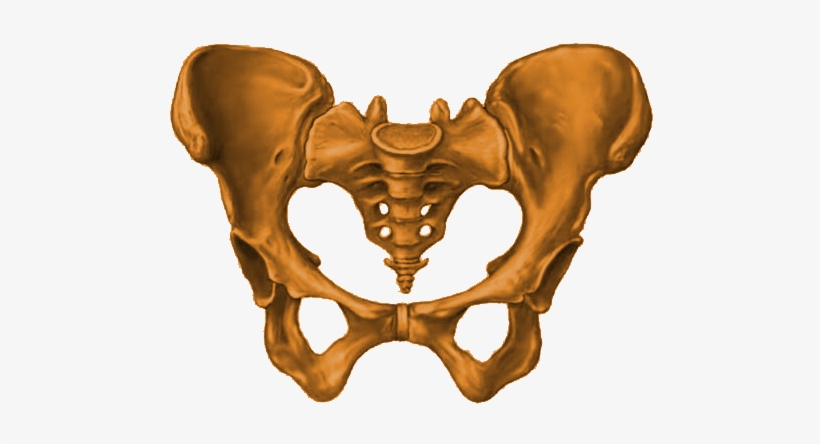 Pelvis Node Icon - Pelvis Bone Png, transparent png #3048970