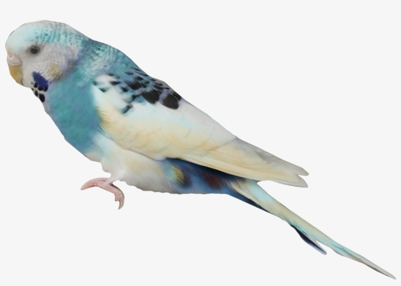Aves Png - 2/4 - Imágenes - Budgerigar, transparent png #3049636