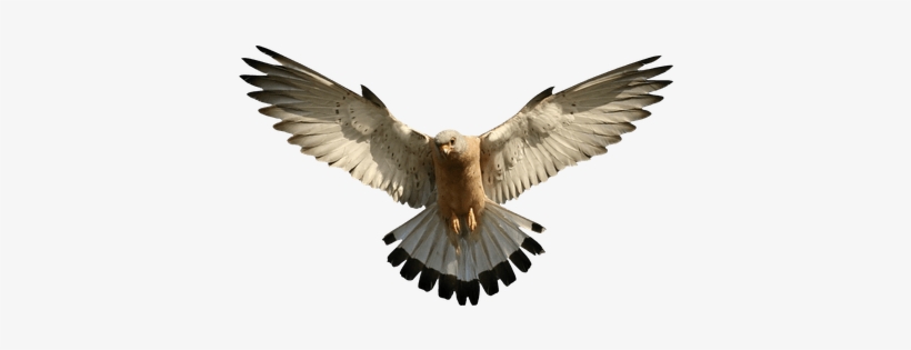 Halcones - Eagle Png, transparent png #3049660