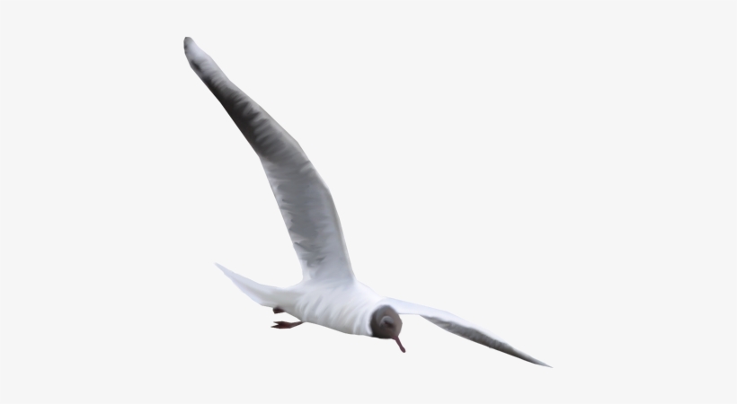 26 De Julio De - Laughing Gull, transparent png #3049684