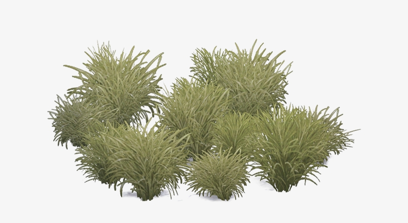 Marramgrass Aves - Grass, transparent png #3049728
