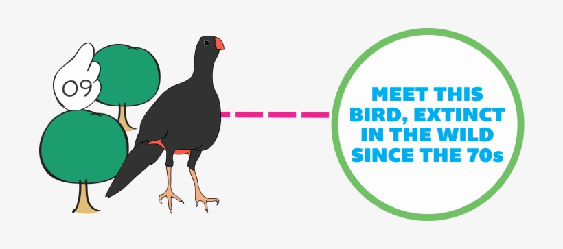 Within The Species Conservation Program, Parque Das - Rallidae, transparent png #3049882