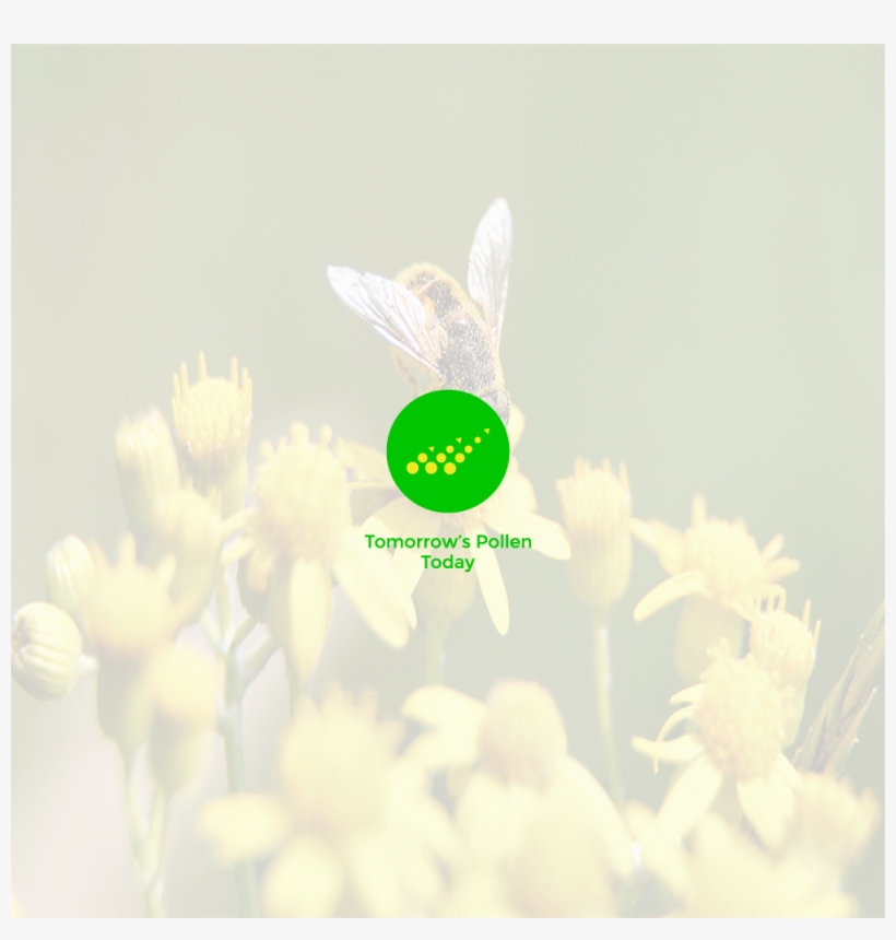 Presentation1 - Tansy, transparent png #3050749